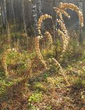 Cimicifuga foetida. Верхняя часть плодоносящего растения. Окр. Томска, берёзовый лес. 09.10.2009.