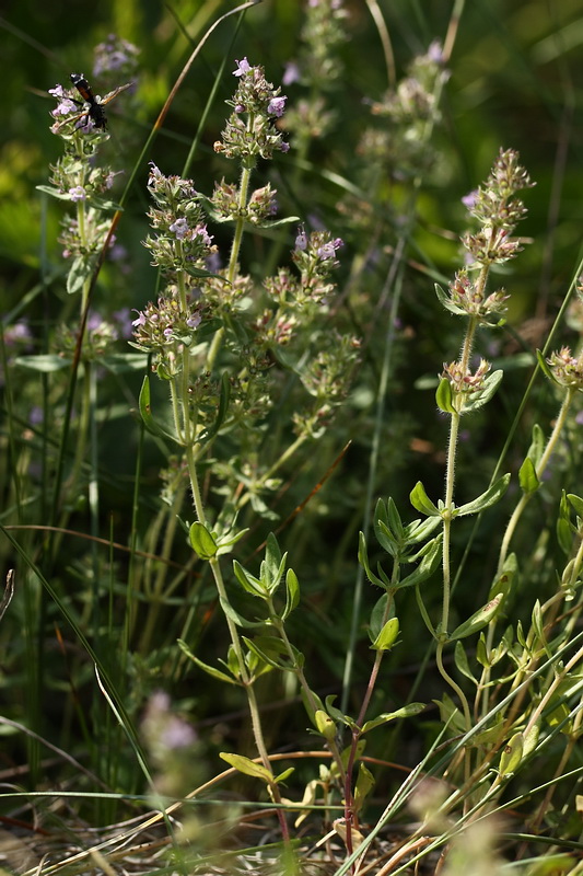 Image of Thymus marschallianus specimen.