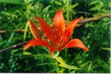 Lilium pensylvanicum. Верхушка побега с цветком и бутогом. Республика Саха (Якутия), Олёкминский район, заповедник Олёкминский, р. Олёкма, близ устья р. Бедердях. Июль 1998 г.