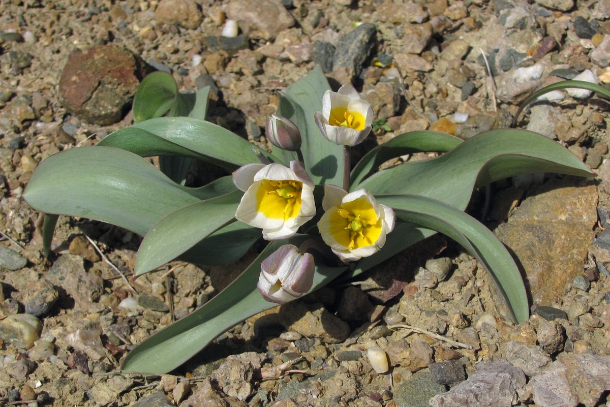 Изображение особи Tulipa biflora.