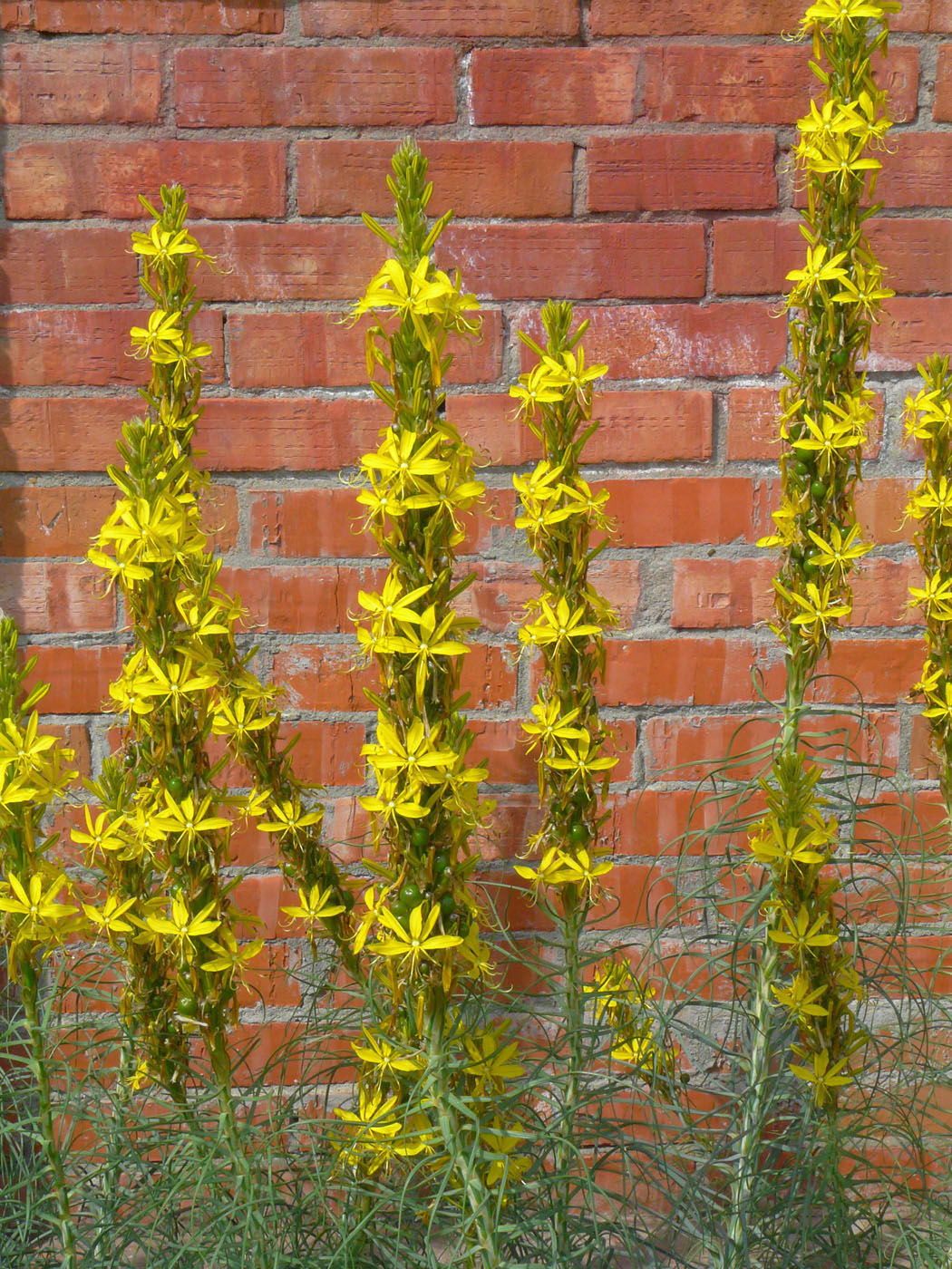 Изображение особи Asphodeline lutea.