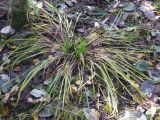 Calamagrostis arundinacea. Растение с отрастающими молодыми побегами в елово-осиновом лесу. Ленинградская обл., Тосненский р-н, ст. Рябово. 21.10.2009.