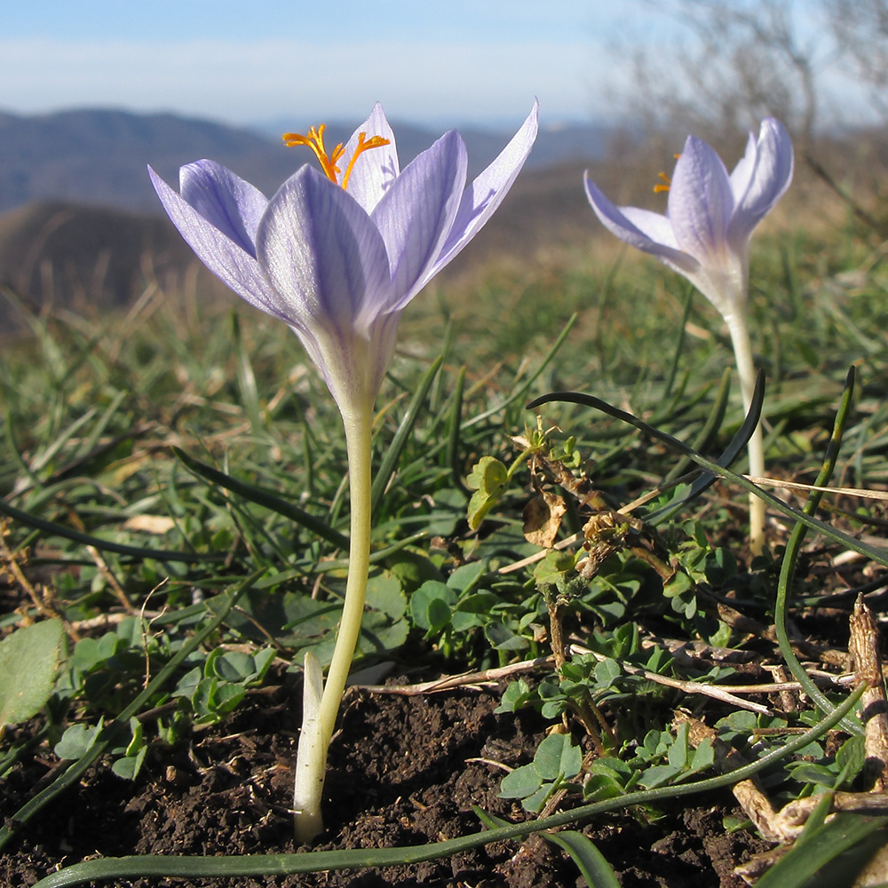 Изображение особи Crocus speciosus.