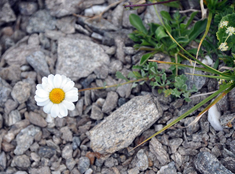Image of Anthemis saportana specimen.