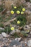 genus Papaver