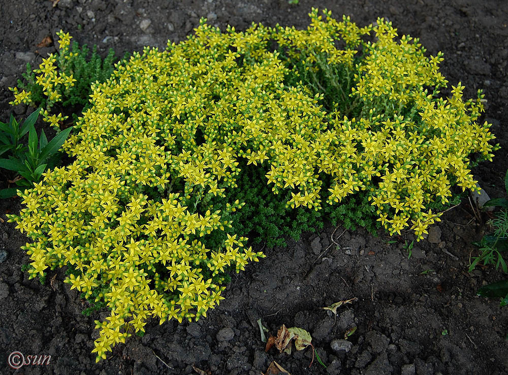 Image of Sedum acre specimen.