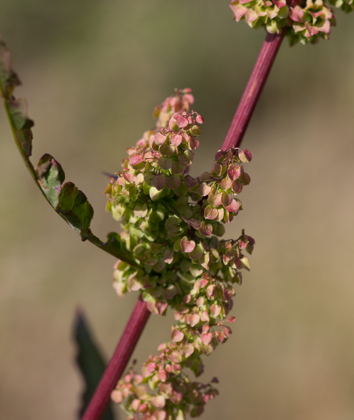 Изображение особи Rumex aquaticus.