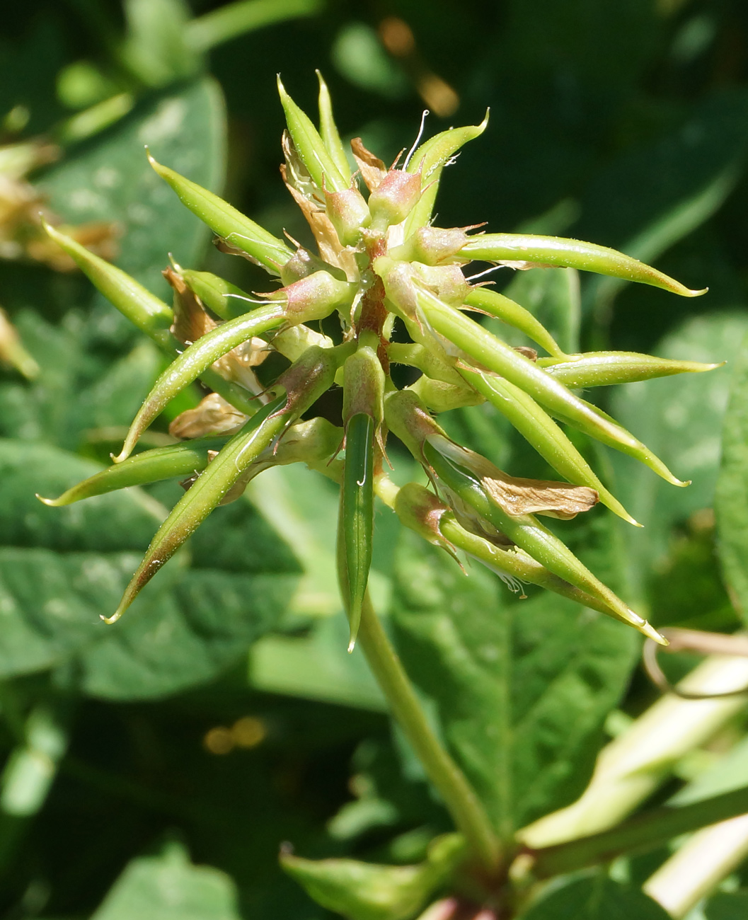 Image of Astragalus glycyphyllos specimen.