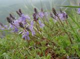 Veronica capsellicarpa