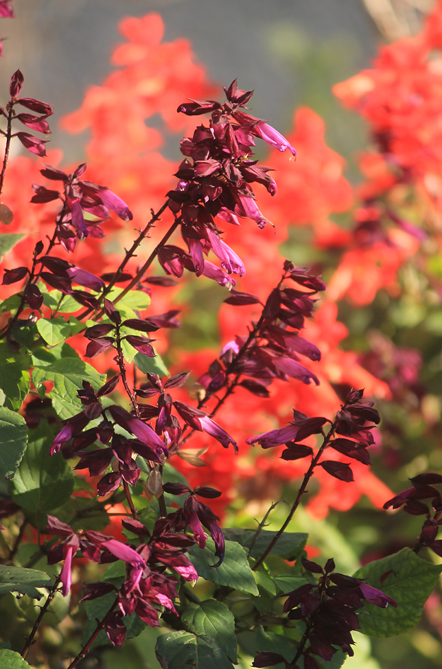 Изображение особи Salvia splendens.