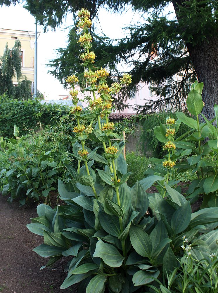 Image of Gentiana lutea specimen.