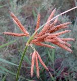 Bolboschoenus glaucus. Соцветие. Казахстан, Кызыл-Ординская обл., окр. г. Байконур, пойма р. Сыр-Дарьи. 13.08.2010.