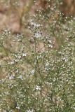 Acanthophyllum gypsophiloides