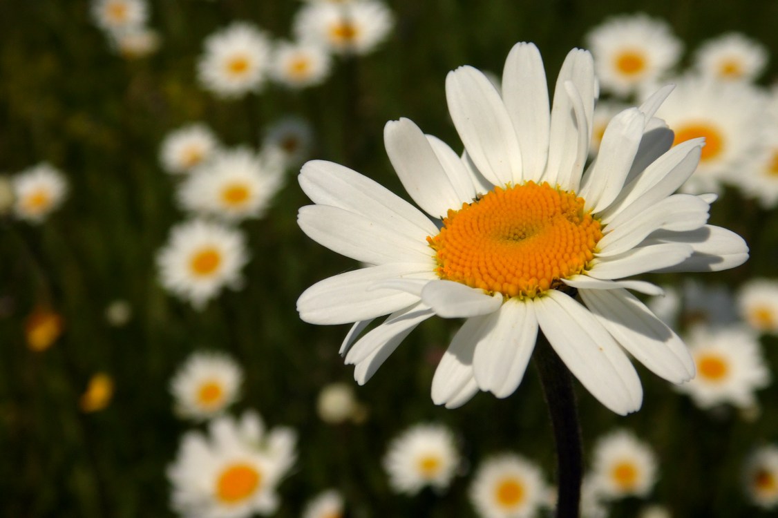 Изображение особи Leucanthemum ircutianum.