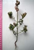 Rhinanthus groenlandicus