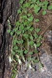Campanula incanescens