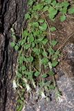 Campanula incanescens