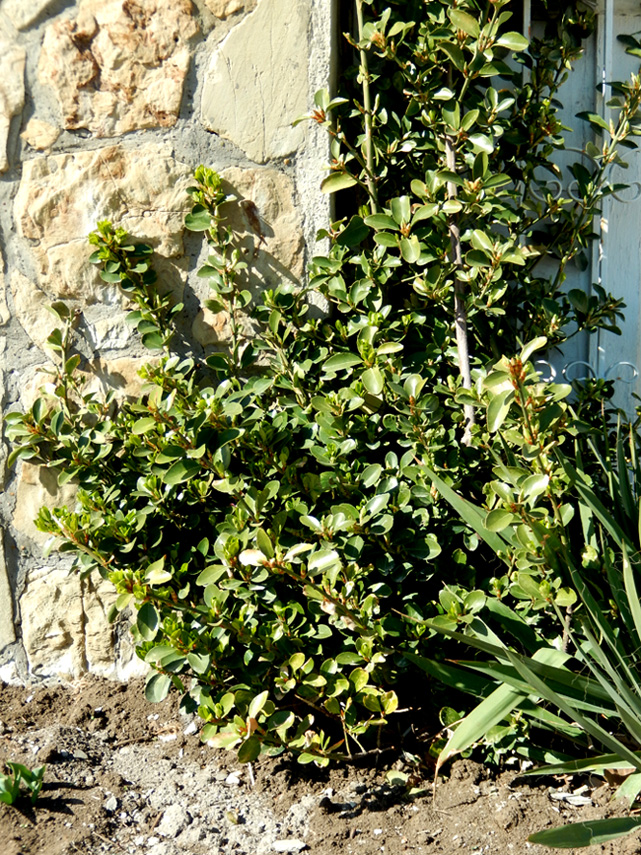 Изображение особи Euonymus japonicus.