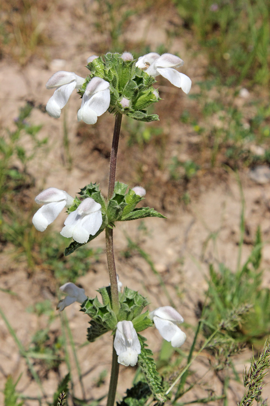 Изображение особи Phlomoides labiosa.