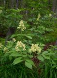 Sambucus sibirica. Ветви цветущего кустарника. Бурятия, Байкальский заповедник, средняя часть северного склона хр. Хамар-Дабан, водораздел рек Осиновка и Ушаковка, темнохвойная тайга. 17.06.2014.