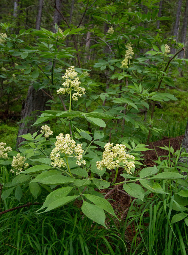 Image of Sambucus sibirica specimen.