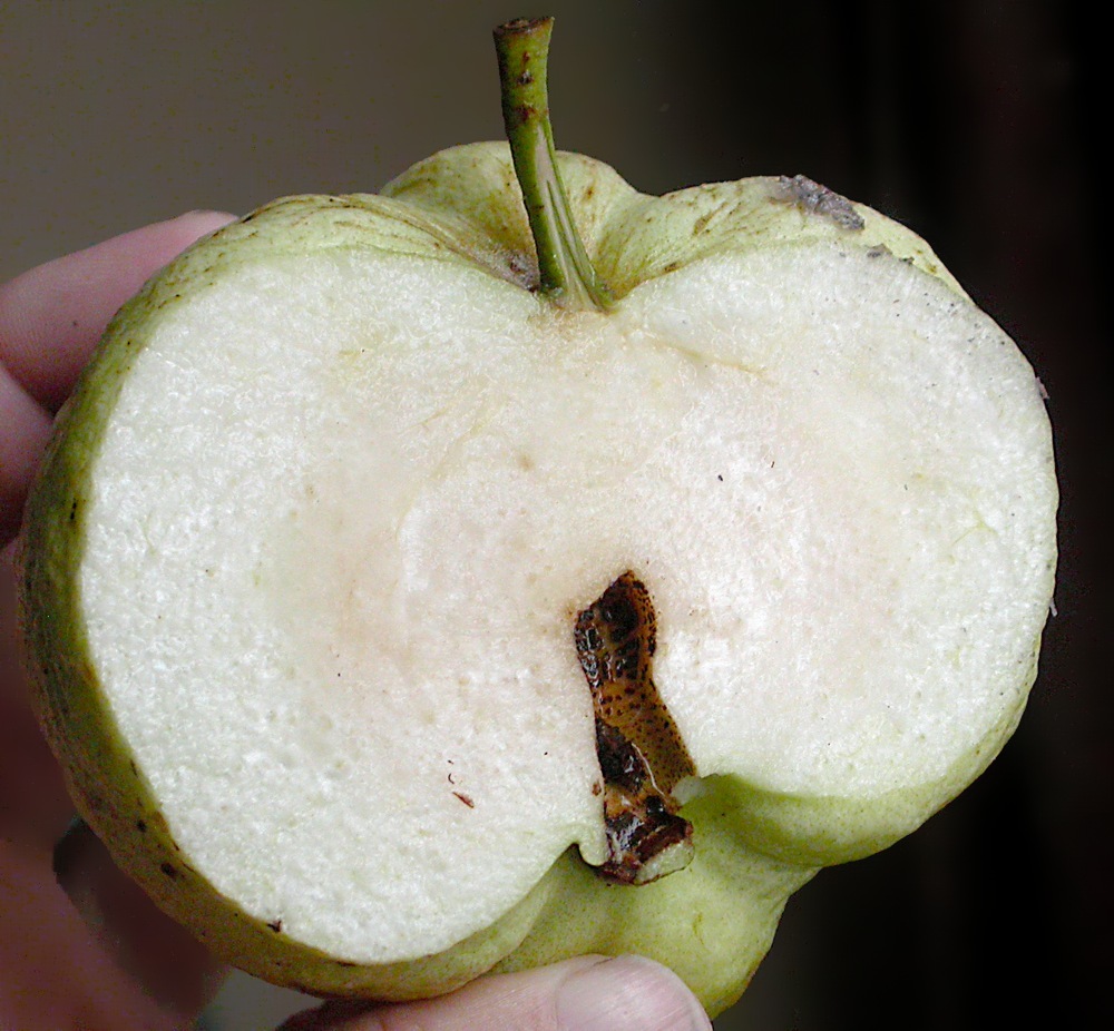 Image of Psidium guajava specimen.