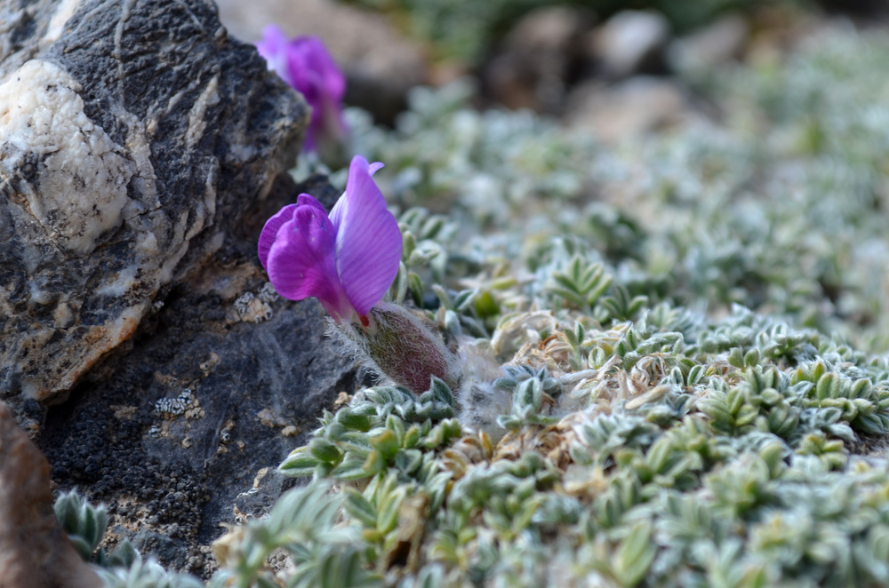 Image of genus Oxytropis specimen.