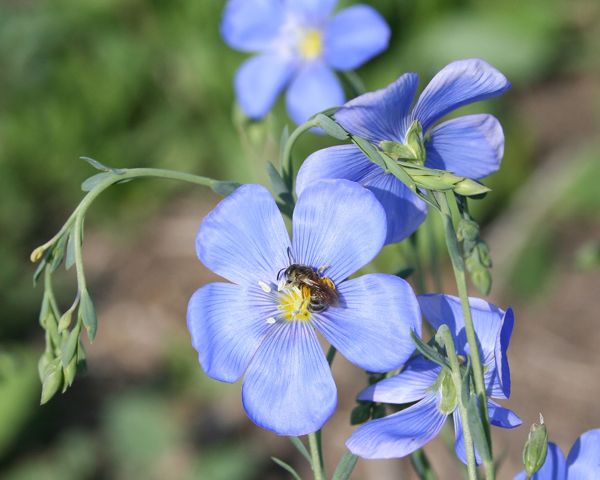 Изображение особи Linum perenne.