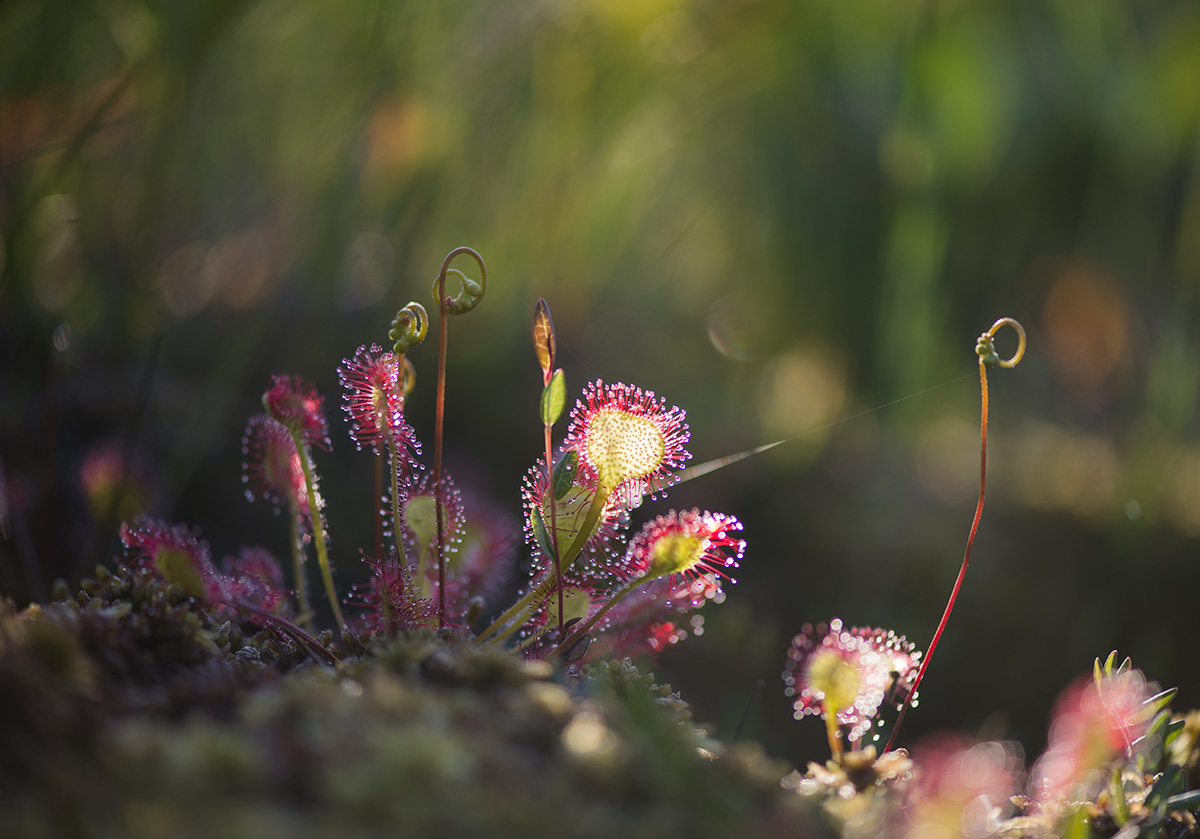 Изображение особи Drosera rotundifolia.