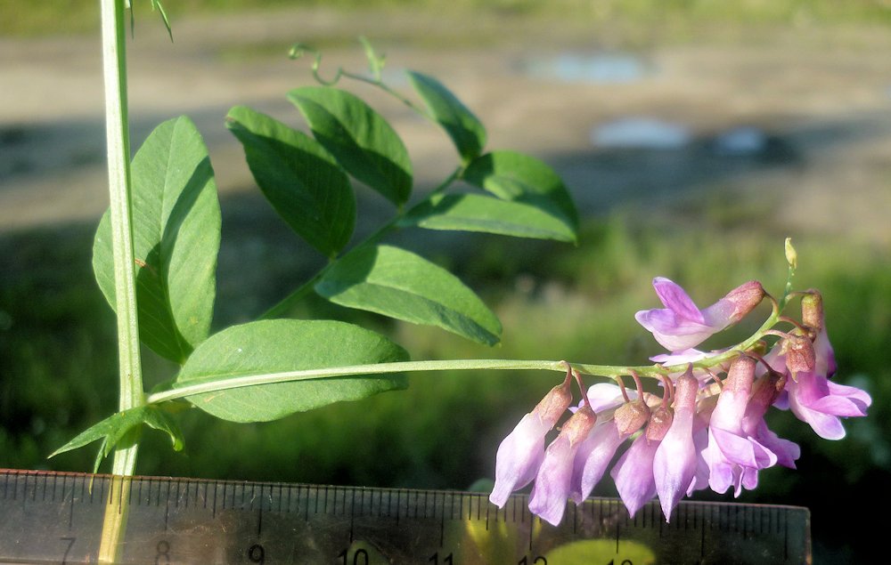 Image of Vicia amoena specimen.