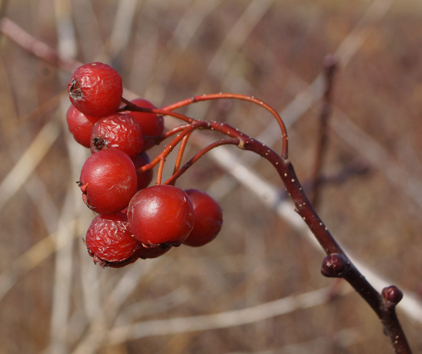 Image of Crataegus chlorocarpa specimen.