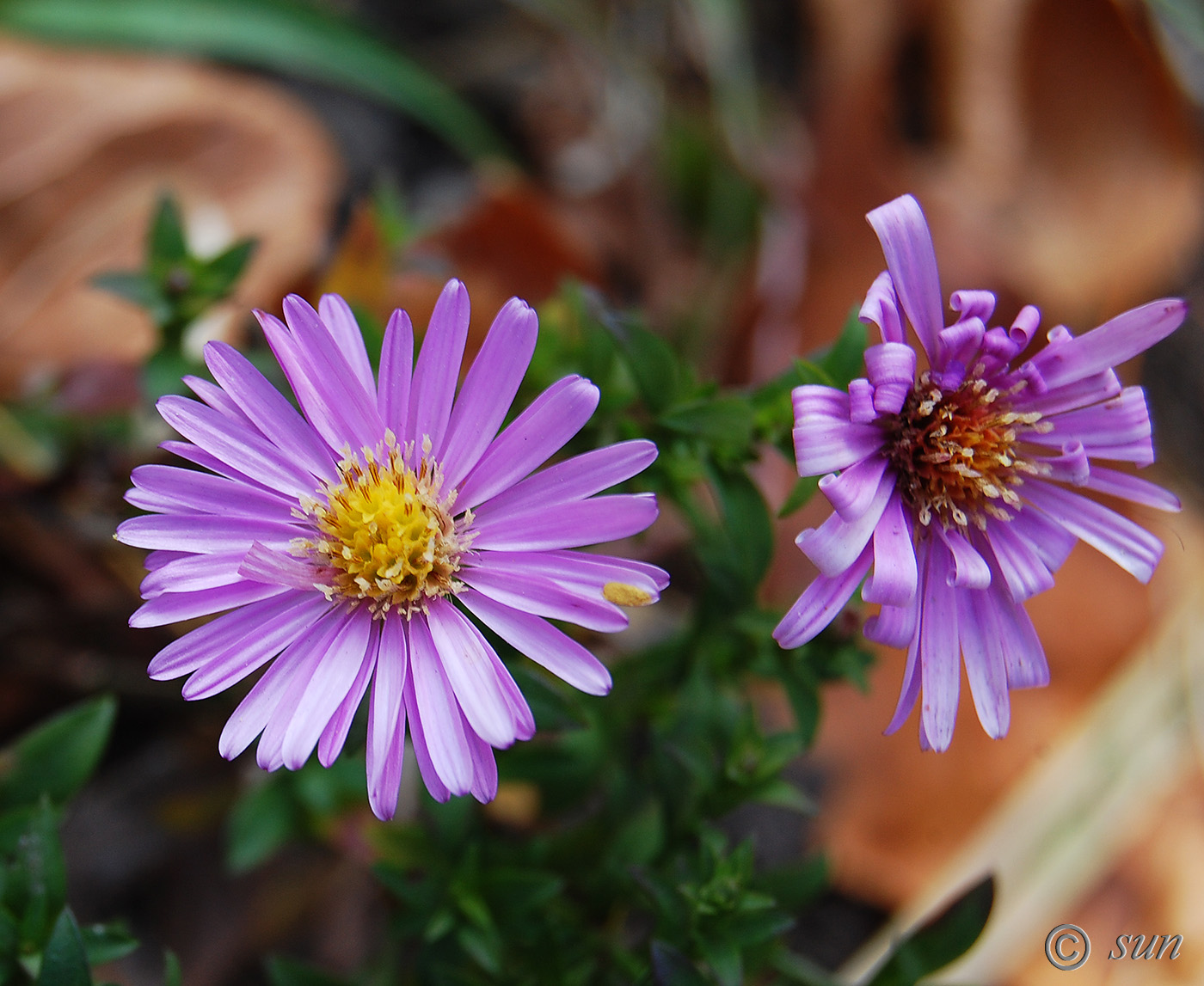 Изображение особи Symphyotrichum &times; versicolor.