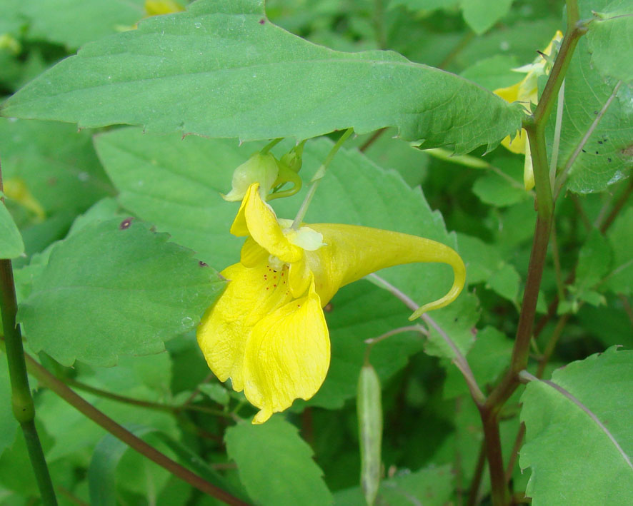 Image of Impatiens noli-tangere specimen.