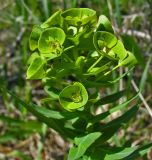 View full-size image Euphorbia condylocarpa