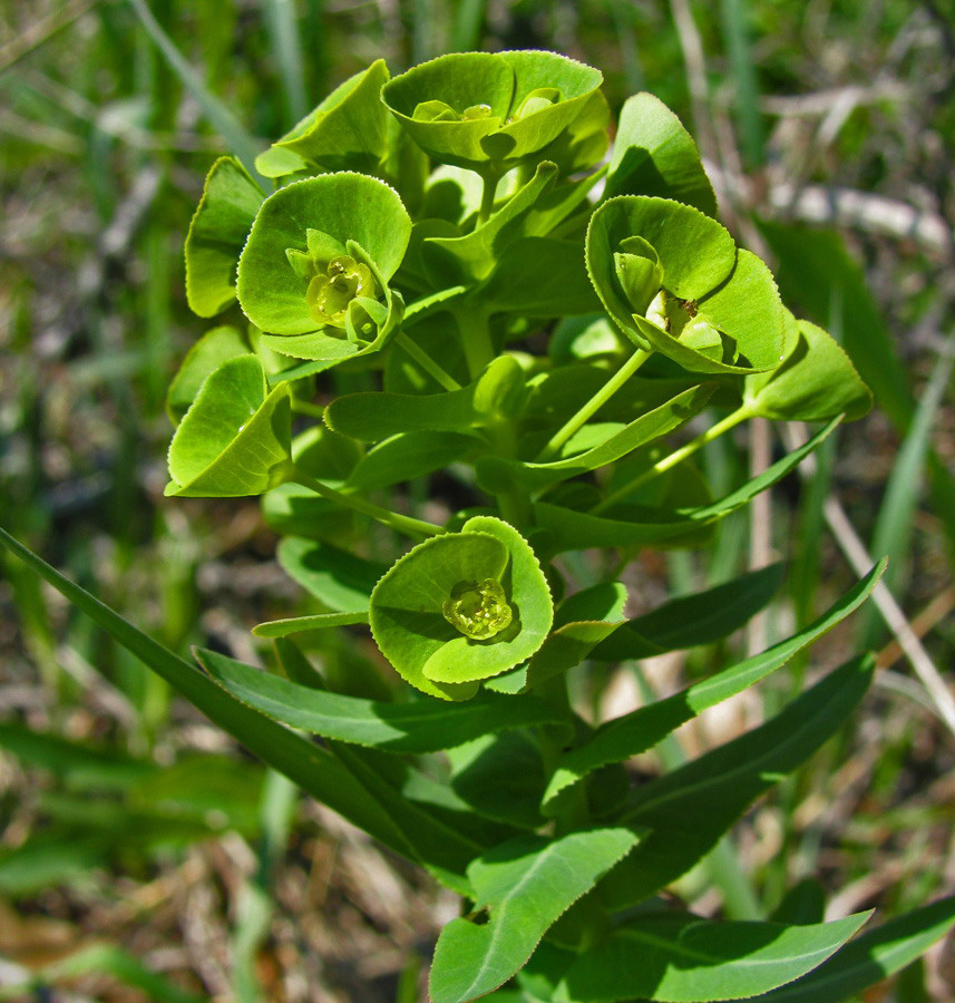 Image of Euphorbia condylocarpa specimen.