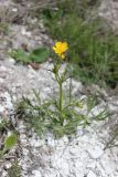 Ranunculus polyanthemos