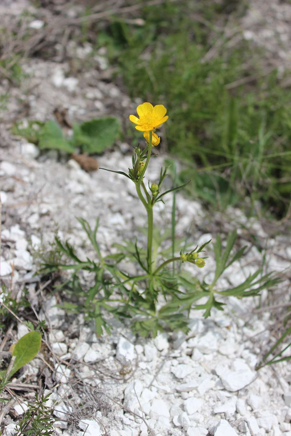 Image of Ranunculus polyanthemos specimen.