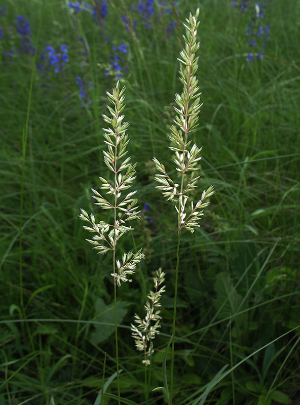 Image of Koeleria macrantha specimen.