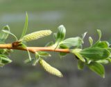 genus Salix