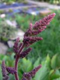 Astilbe chinensis разновидность davidii. Нераспустившееся соцветие. Свердловская обл., г. Екатеринбург, пос. Шабровский, дачный участок. 16.08.2015.