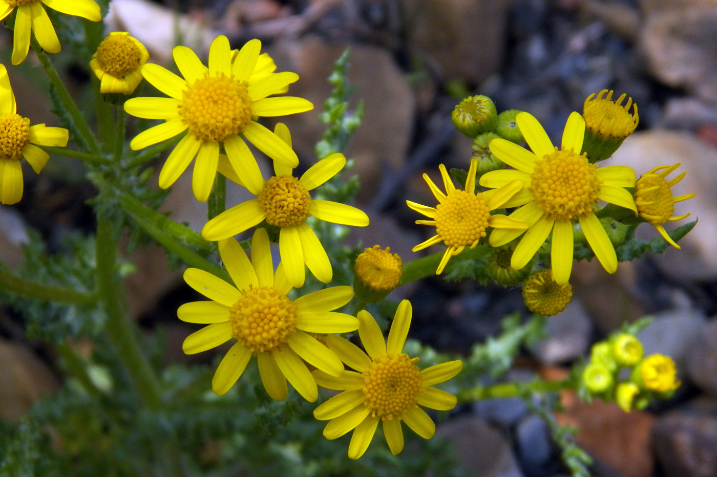 Изображение особи Senecio vernalis.