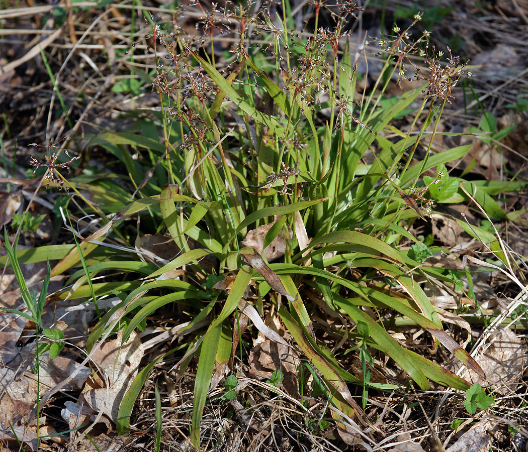 Image of Luzula pilosa specimen.