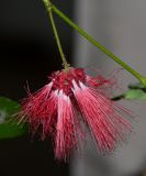 Calliandra разновидность emarginata