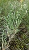 Astragalus glaucus