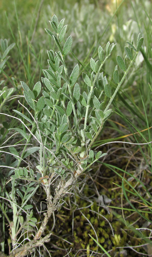 Изображение особи Astragalus glaucus.