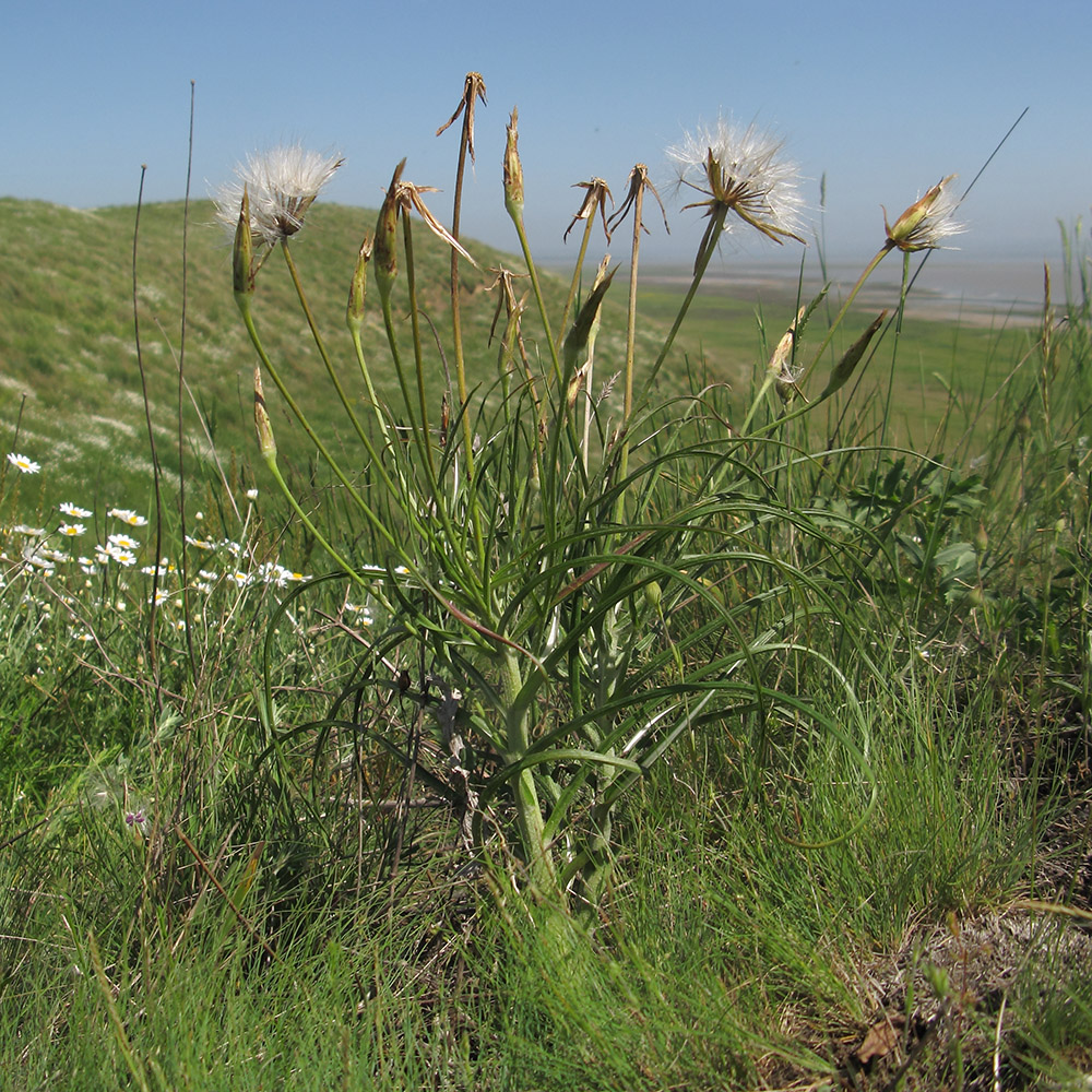 Image of Scorzonera mollis specimen.