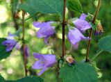 Campanula trachelium. Средняя часть соцветия. Украина, Хмельницкая обл., Каменец-Подольский р-н, Национальный природный парк \"Товтры\", западнее с. Гораевка, склон к р. Днестр, Бакотский монастырь, редкий лиственный лес. 20 августа 2008 г.