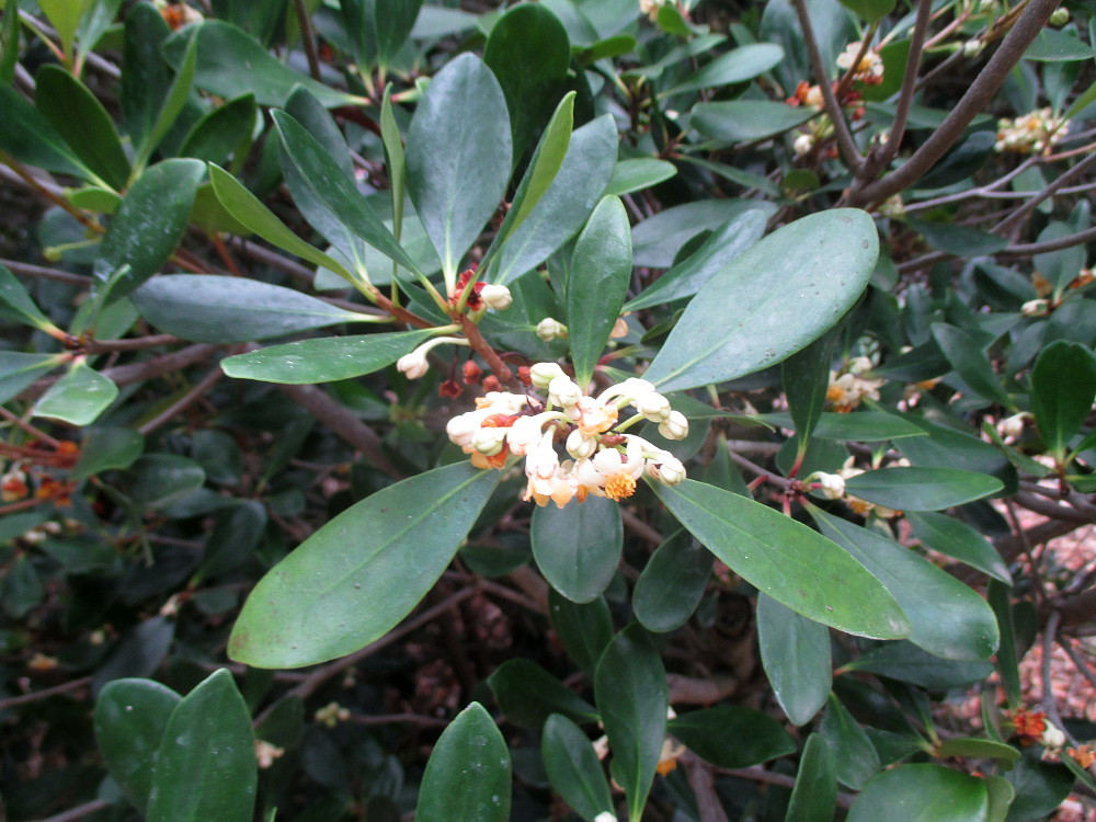 Image of Ternstroemia gymnanthera specimen.