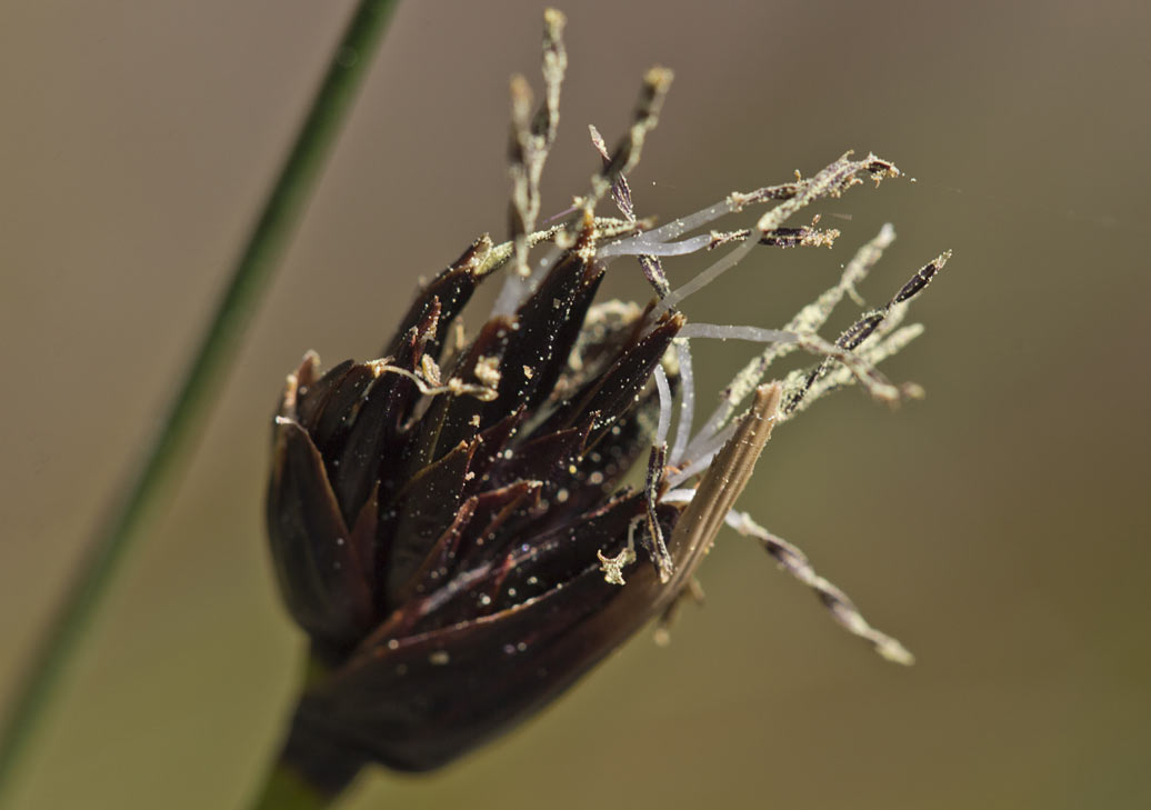 Изображение особи Schoenus nigricans.