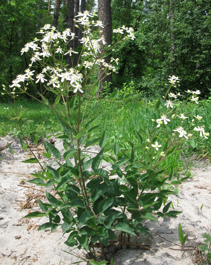 Image of Clematis recta specimen.
